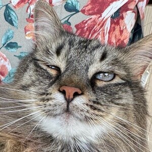 Fundraising Page: Eowyn Webb